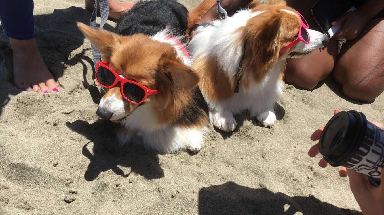 Corgi Con